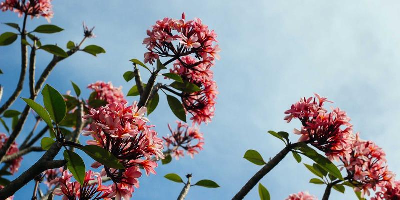 掌握三大网络技术技巧：赋能网站开发、网络安全与电子商务增长