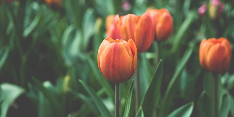 网络功能虚拟化（NFV）如何重塑电信核心网：从网站开发、网络技术到网络安全的全面变革