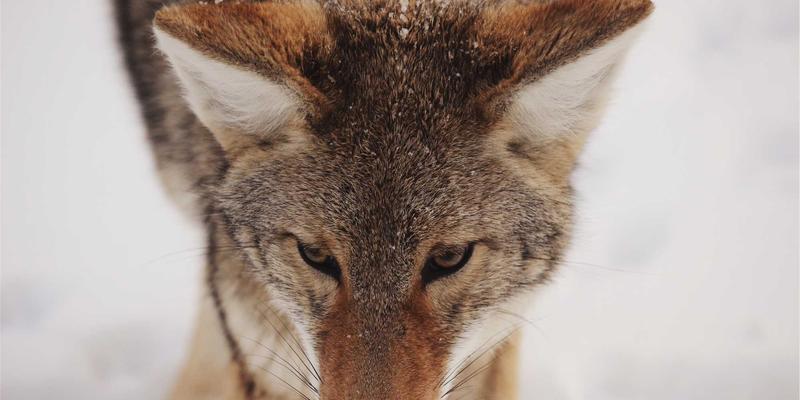 网络遥测技术（INT/gNMI）：驱动现代网站开发与电商策略可观测性的HLMTTC核心